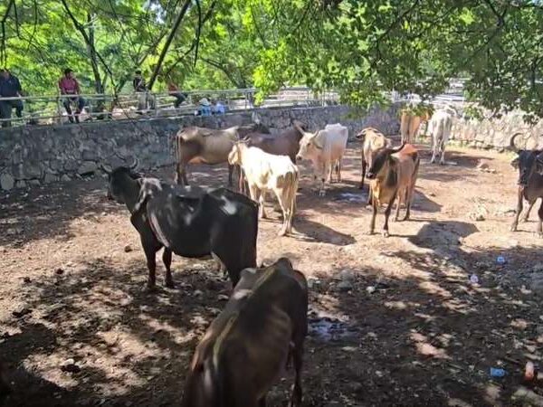 Conozca el ambiente comercial en el tiangue…