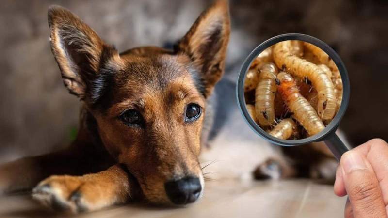 Veterinario pide prevenir el gusano barrenador en…