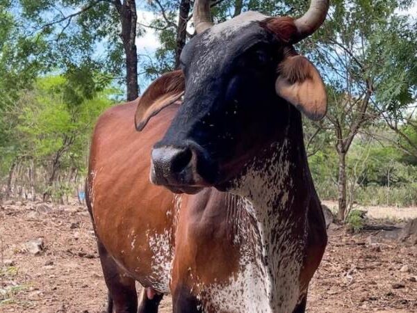Gusano barrenador afecta apersonas y animales en el…