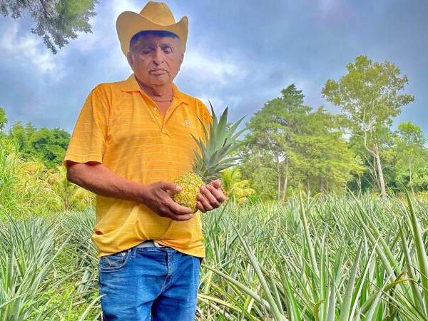 Más de 10 años produciendo piña.