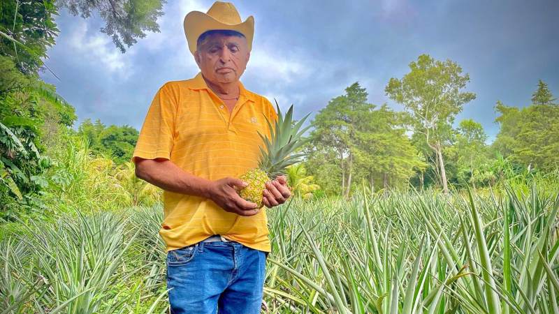 Más de 10 años produciendo piña.