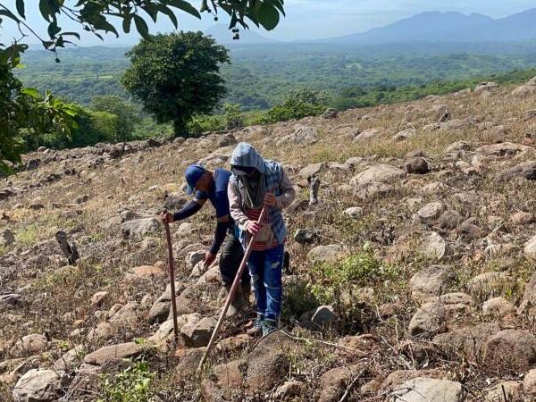 Agricultores en San Vicente Norte, inician jornadas de…