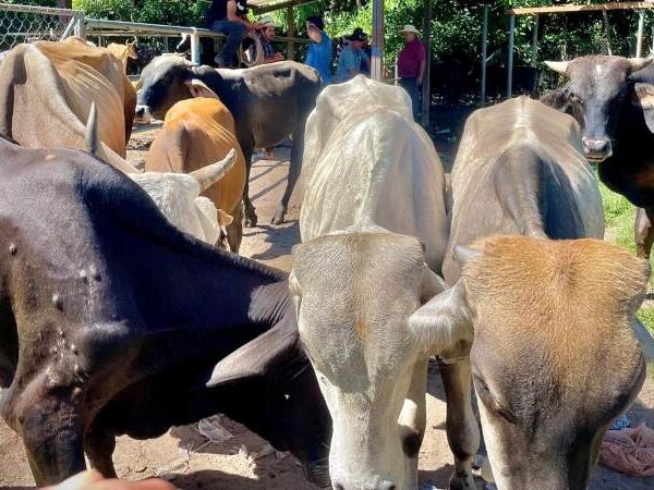 Registran aumento en la venta de reses en…