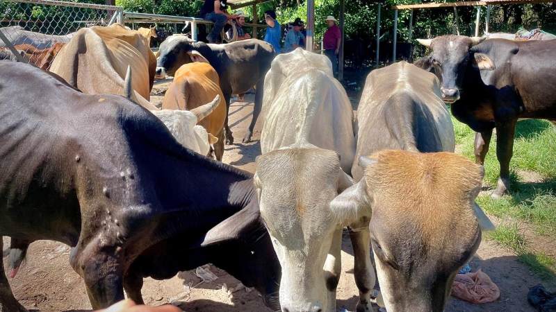 Registran aumento en la venta de reses…