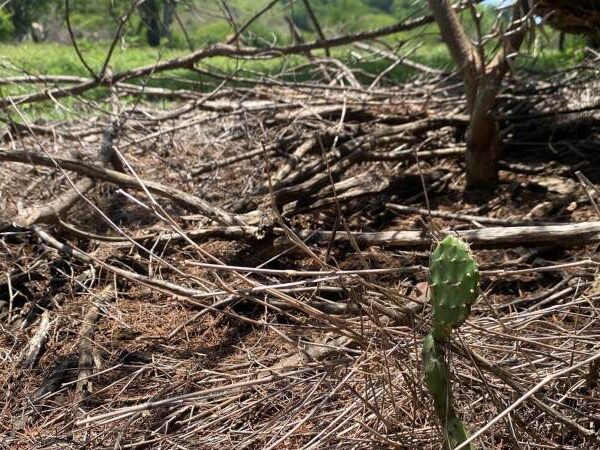Ganaderos de Pasaquina, preocupado por la llegada…