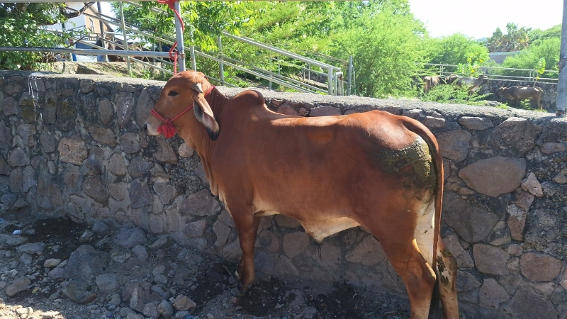 El sector ganadero sigue preocupado por la presencia&hellip;