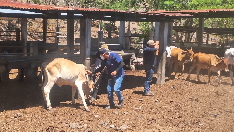 Alrededor de 5,000 cabezas de animales serán vacunados. Foto/cortesía